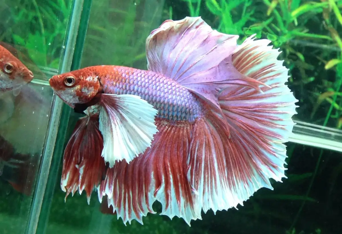 O Reino Subaquático Elefante: Descobrindo o Mundo Encantador do Peixe Elephant Ear Betta