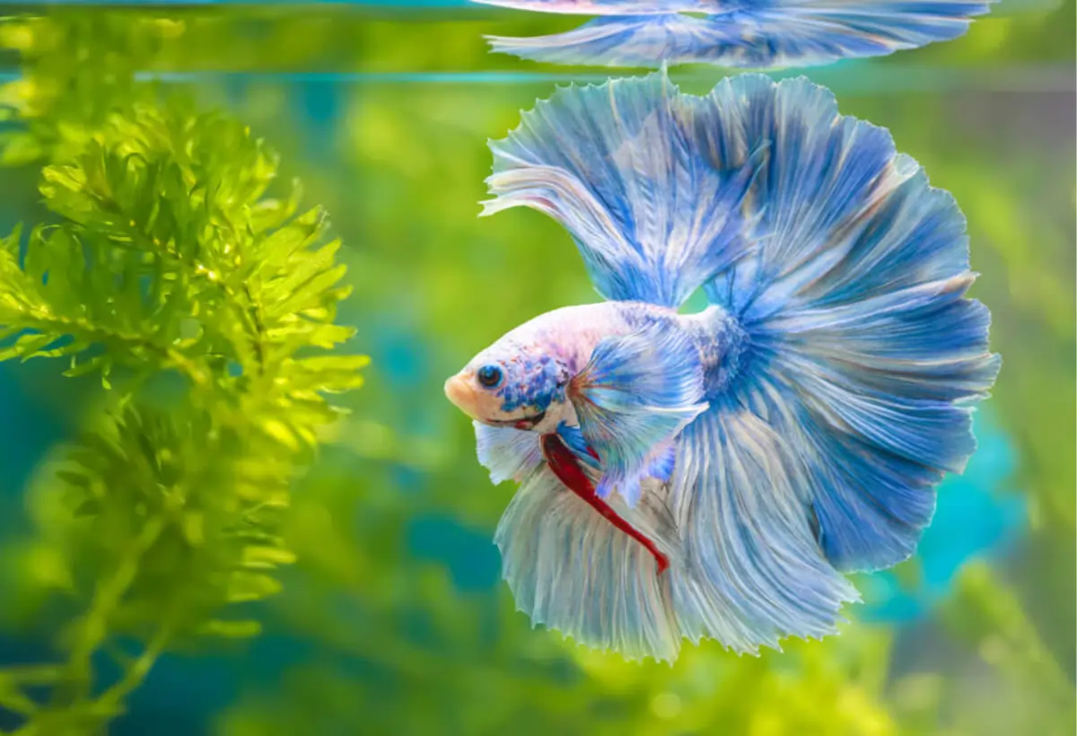 Rose Tail Betta: Descobrindo a Beleza Subaquática