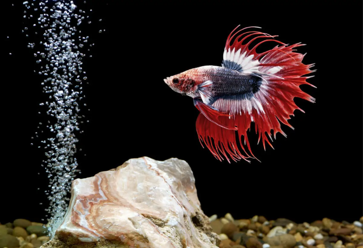 Explorando a Elegância dos Comb Tail Bettas: Guia Completo de Criação e Cuidados