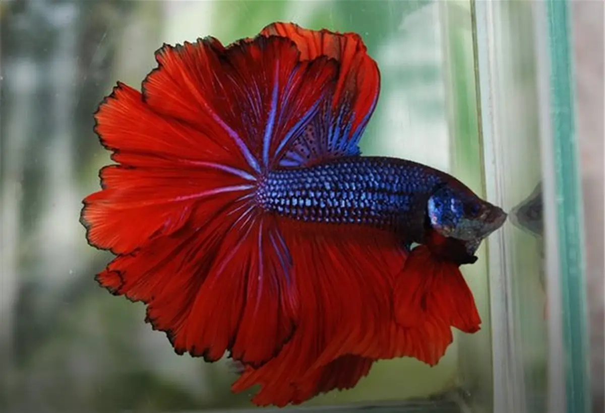 Explorando a Elegância do Peixe Halfmoon Betta: Um Guia Completo para Aquaristas