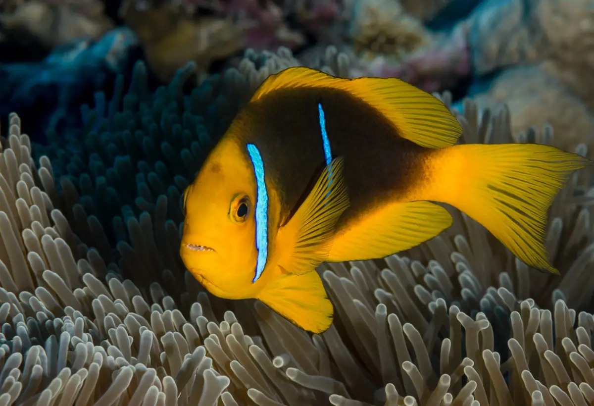 Peixe-palhaço de Barbatana Laranja Amphiprion chrysopterus: Guia Completo para Aquaristas