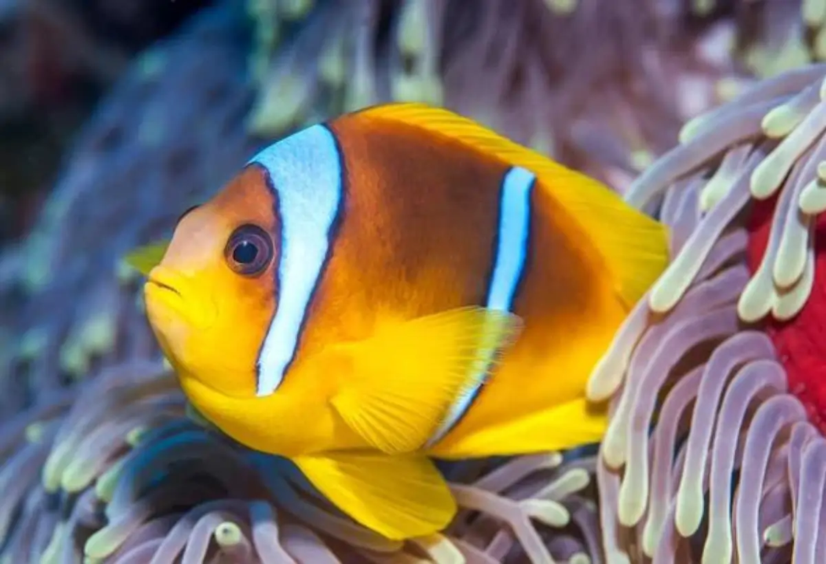Peixe-palhaço de Duas Bandas: Guia Completo para Cuidar e Admirar Esta Espécie Fascinante
