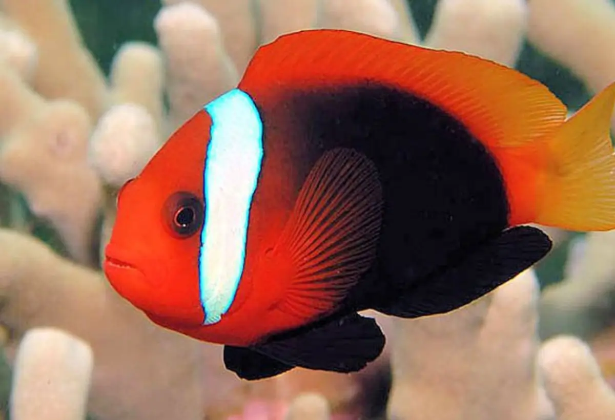 Peixe-palhaço de Fogo: Tudo o que Você Precisa Saber Sobre Este Fascinante Habitante dos Recifes