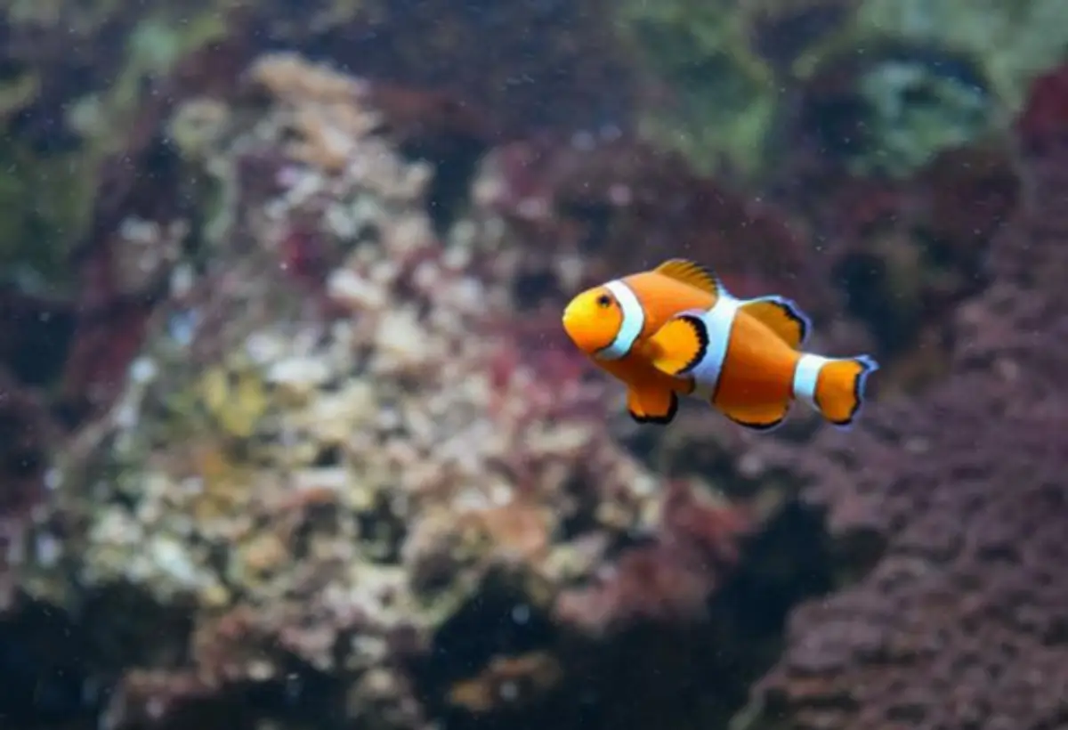 Peixe-Palhaço das Barreiras de Corais: Descubra os Segredos deste Icônico Habitante Marinho