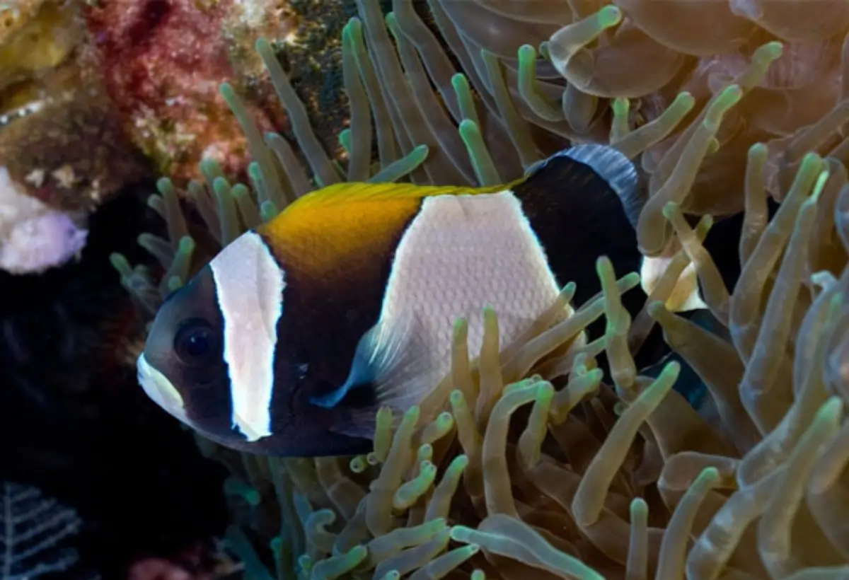 Peixe-palhaço de Faixa Larga: Guia Completo para Cuidar e Criar este Fascinante Habitante do Aquário