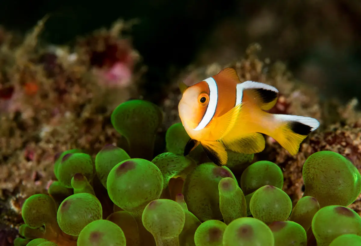 Peixe-palhaço de Omã: Explorando o Habitat e Comportamento Desta Joia Marinha