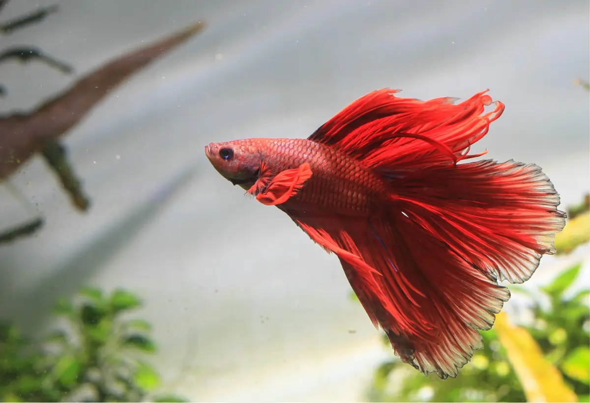 Peixe Betta (Siamese Fighting) - Saiba como cuidar melhor do seu peixe de estimação