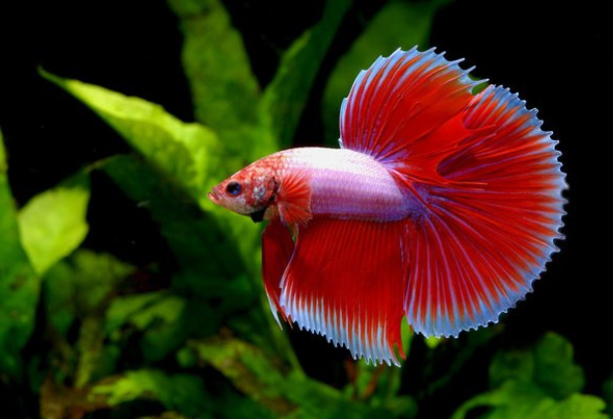 Cuidados com Peixe Betta