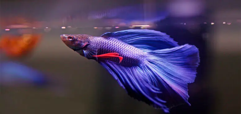 Alimentação de Peixe Betta: O que Oferecer e Com que Frequência