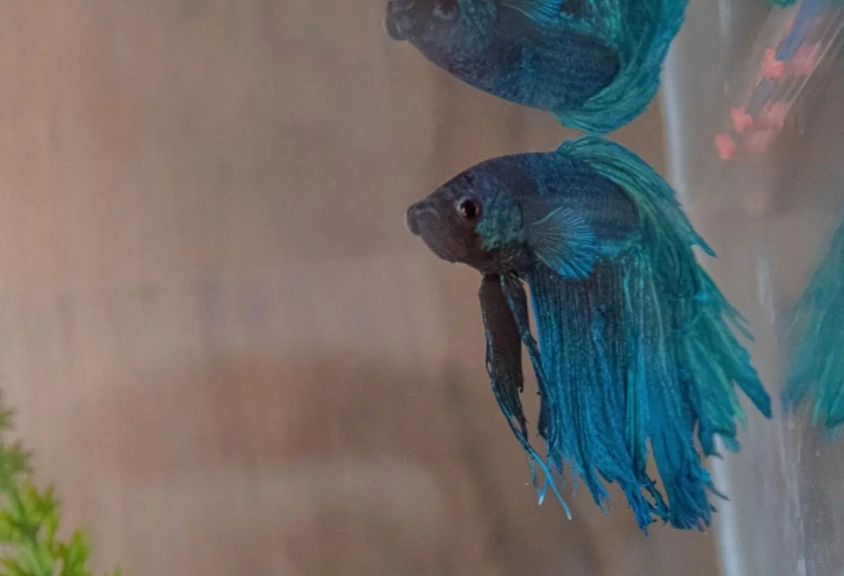 Doenças em Peixes Betta