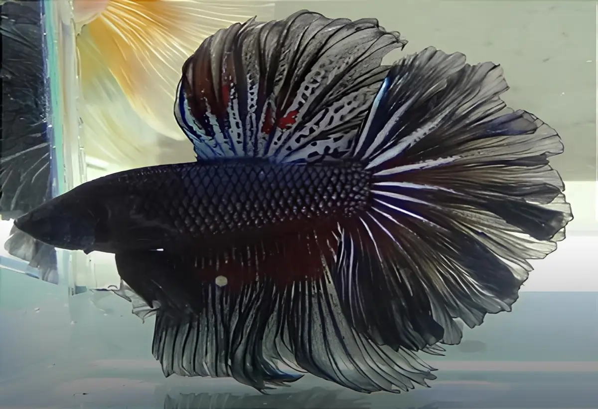 Descubra a Elegância do Peixe Black Orchid Betta: Um Guia Completo