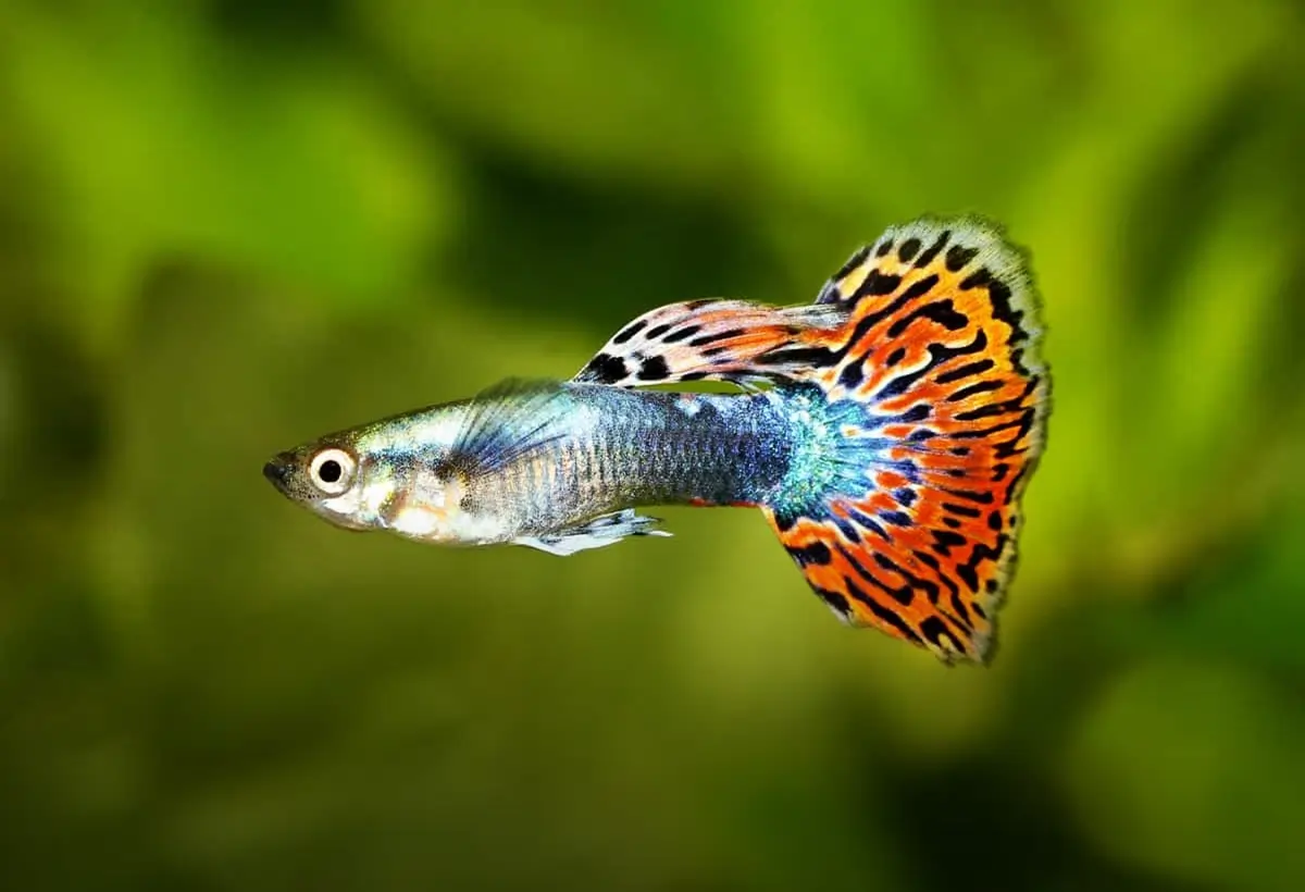 Explorando o Colorido Mundo do Guppy: Conheça Este Fascinante Peixe de Aquário