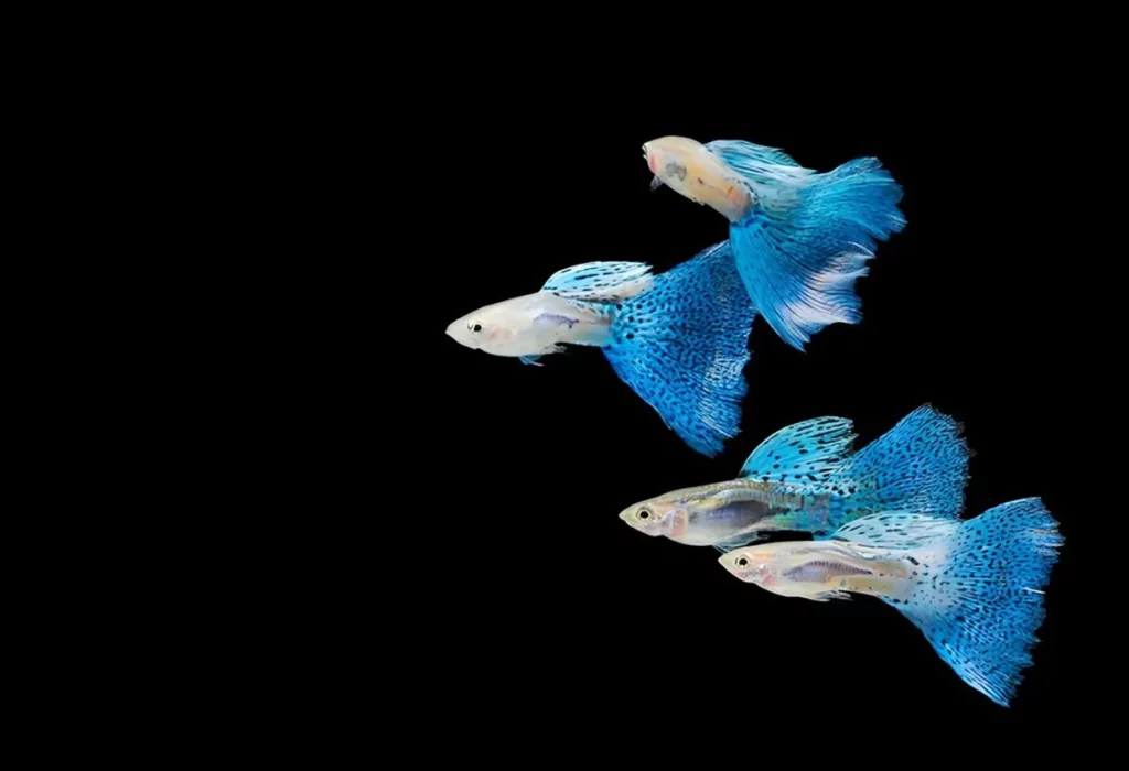 peixe-guppy-