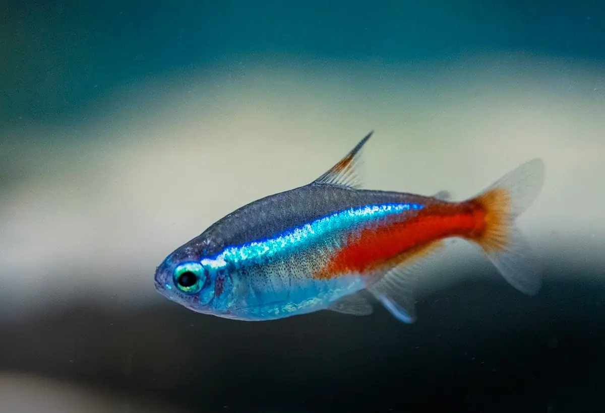 Peixe Neon Tetra: Beleza e Harmonia no Aquário