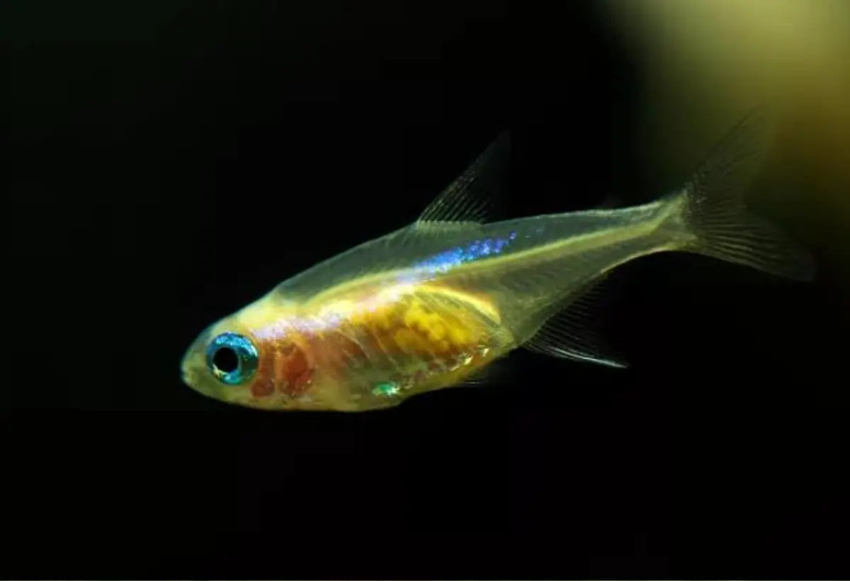Neon Tetra Albino: O Brilho Único da Aquariofilia