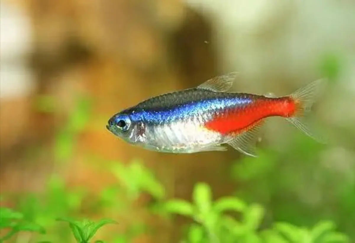 Neon Tetra Barbatanas Longas: O Brilho Sutil do Aquário