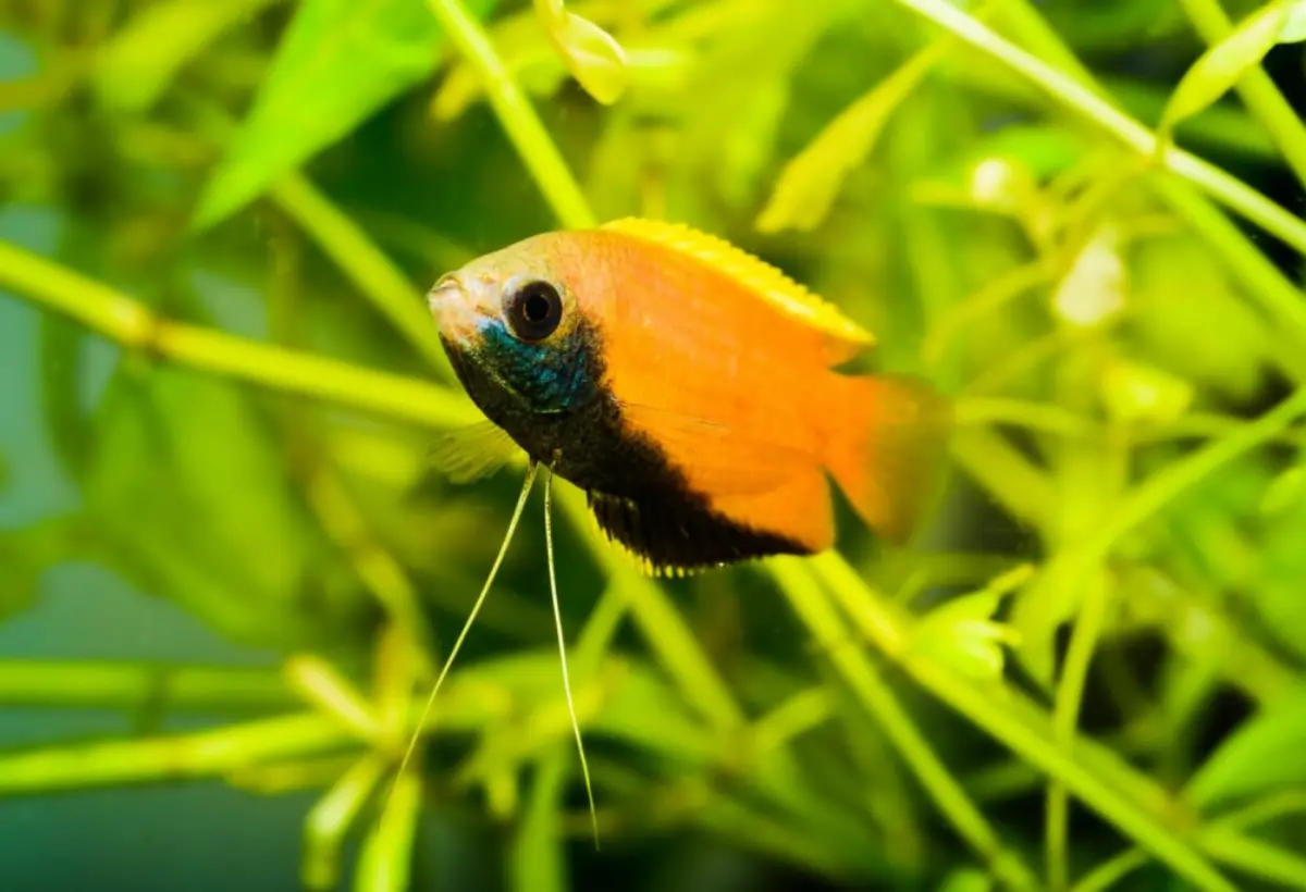 Explorando o Fascinante Mundo do Gourami Mel Selvagem: Um Guia Completo