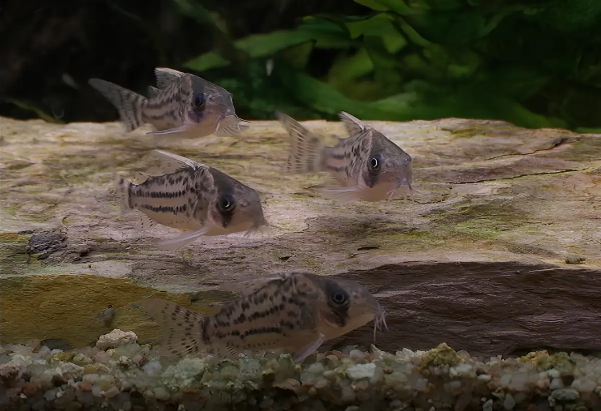 Peixe Coridora: Guia Completo para Criadores de Aquário