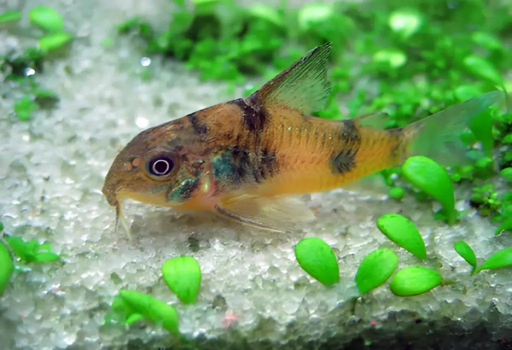 peixe-coridora