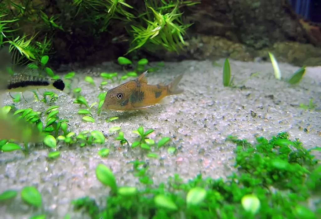 peixe-coridora