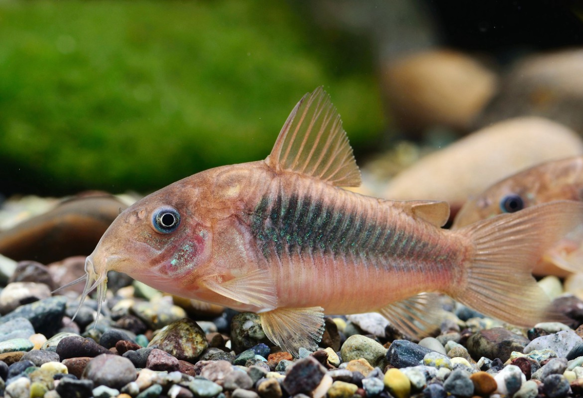 Explorando o Mundo das Corydoras aeneus: Guia Completo para Criadores de Aquário