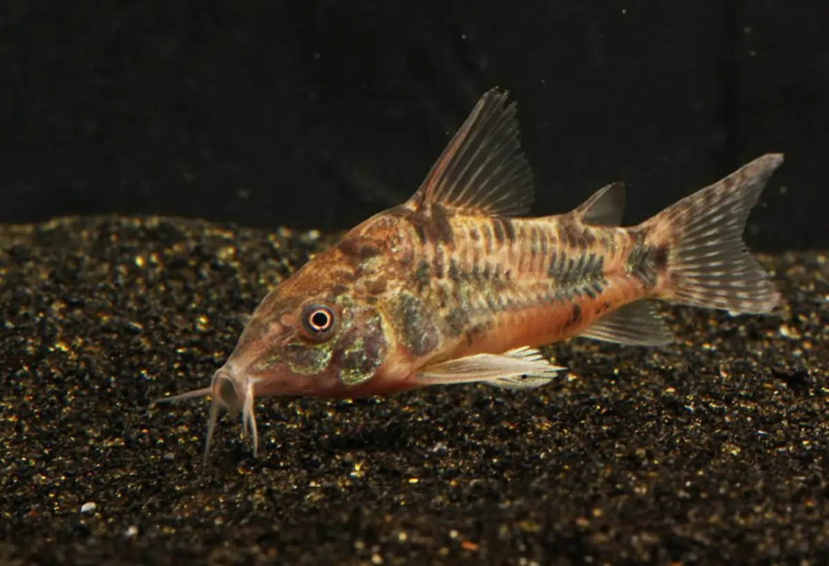 Explorando o Mundo dos Corydoras paleatus: Guia Completo para Cuidados em Aquários