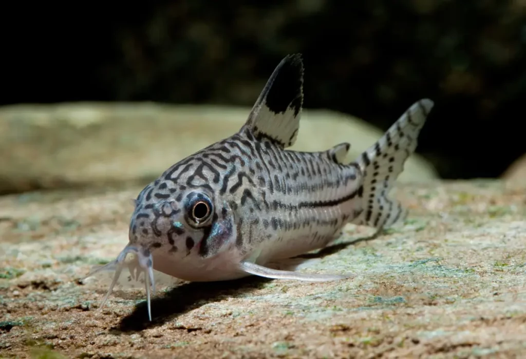 Corydoras-Trilineatus