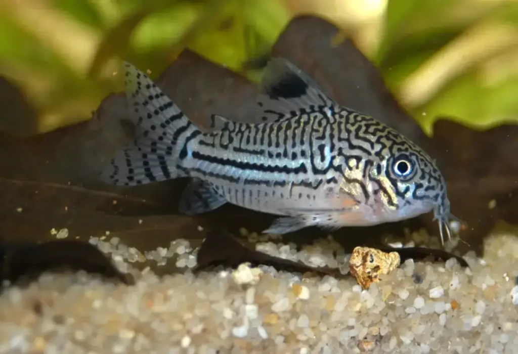 Corydoras-Trilineatus