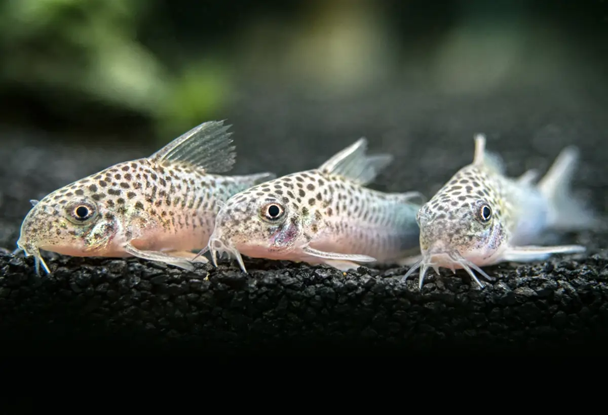 Explorando o Fascinante Mundo dos Corydoras similis: Guia Completo para Aquaristas.