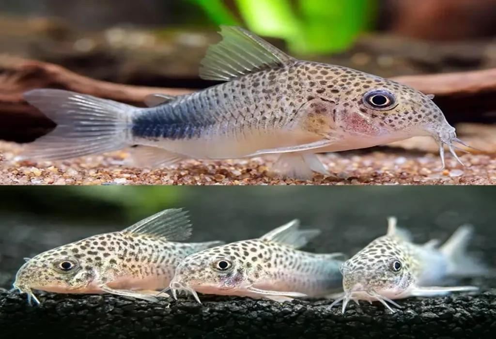 corydoras-similis