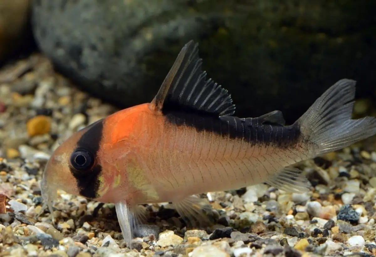 Explorando o Encantador Mundo dos Peixes Corydoras Duplicareus