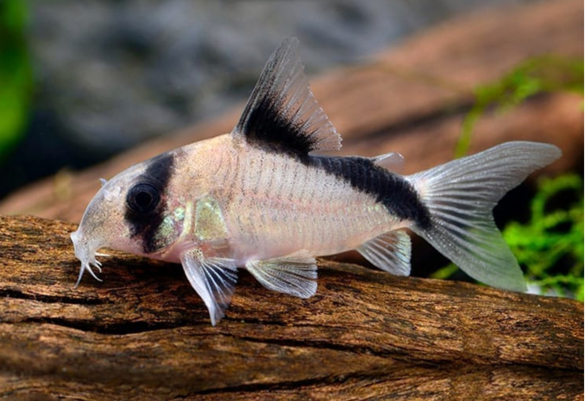 Corydora Melini: Guia Completo para Cuidar deste Peixe Cativante