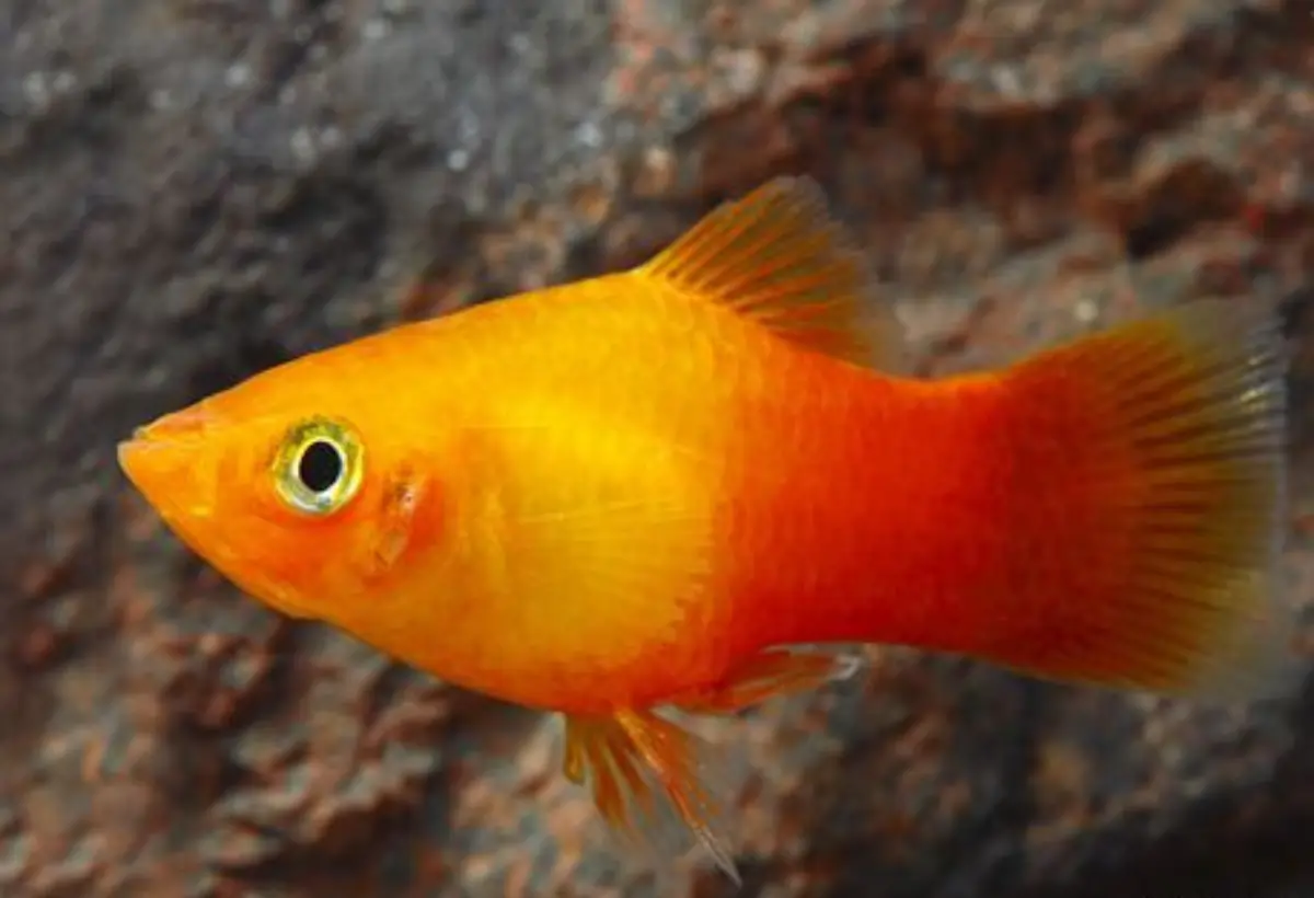 Platy Ouro: Brilho dourado, Guia Completo do Peixe