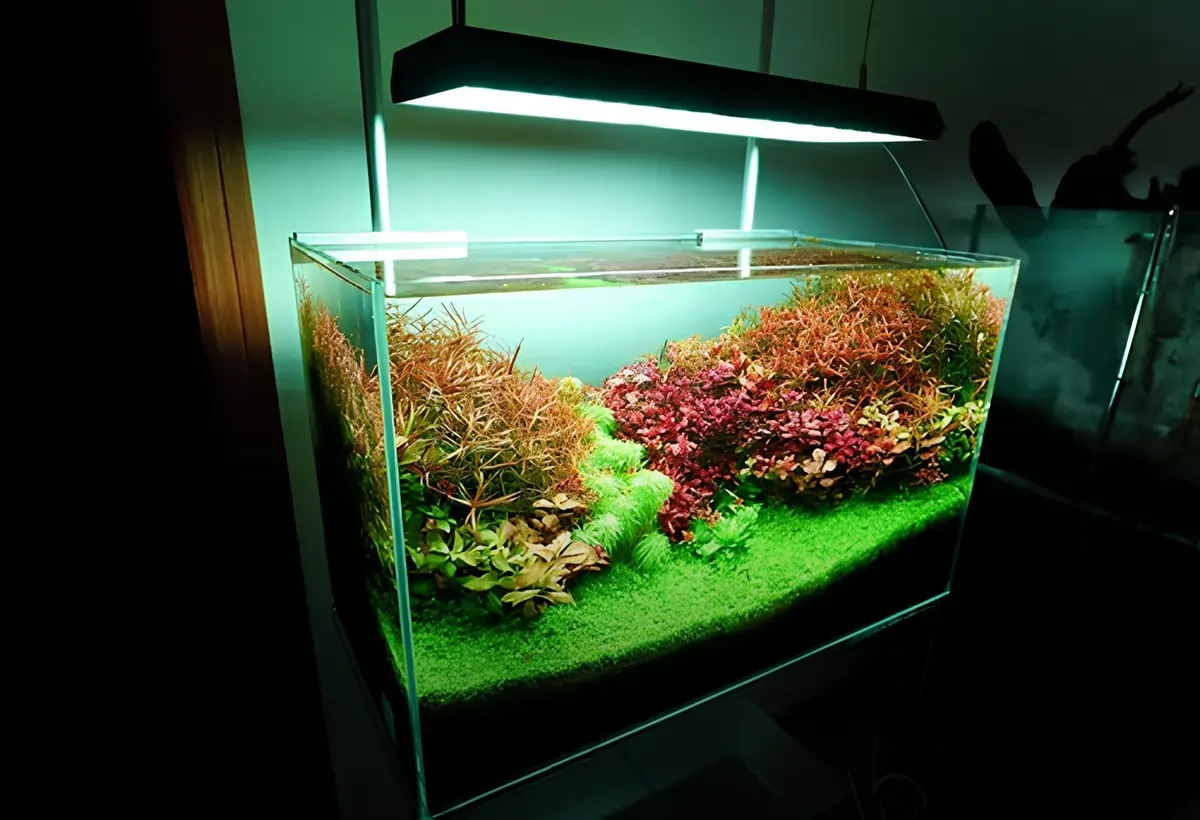 Iluminando Seu Aquário: Guia Completo de Iluminação LED para Aquaristas