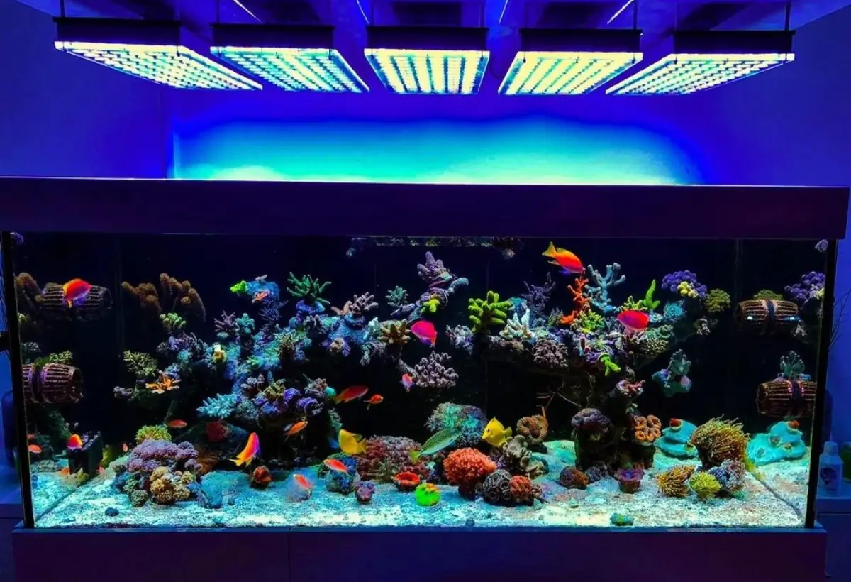 Explorando o Futuro da Aquariofilia: Equipamentos High-Tech para Aquários Modernos
