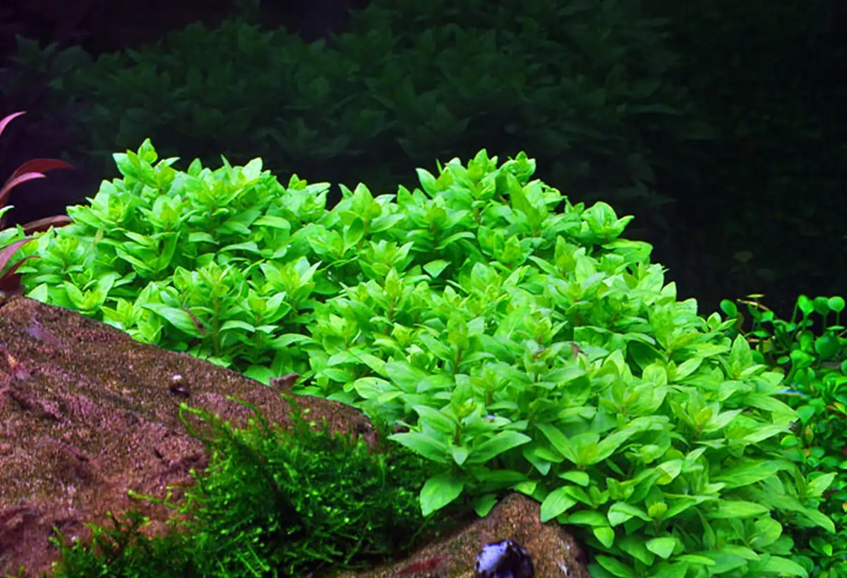 Staurogyne Repens: Guia Completo para Cultivo em Aquários