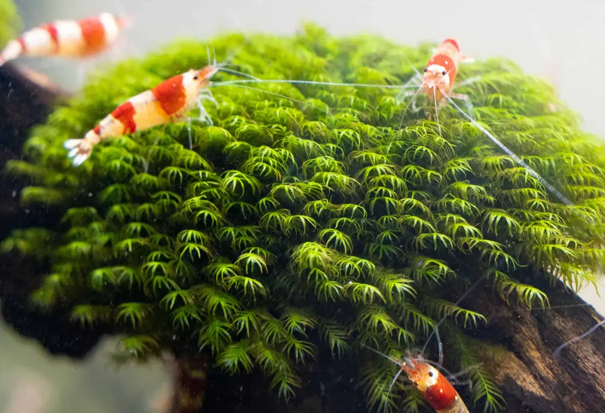 Fissidens Fontanus: Uma Planta Elegante no Seu Aquário.
