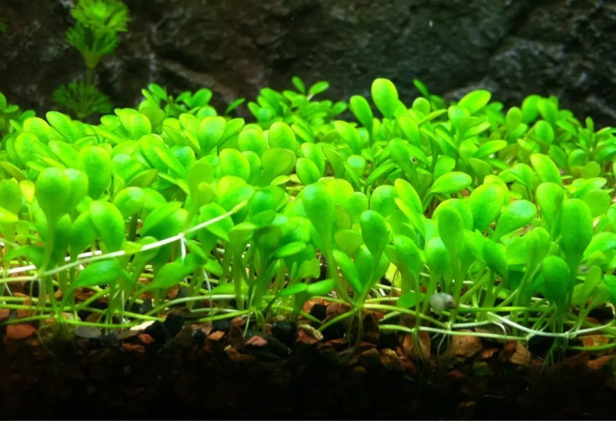 Glossostigma elatinoides no Aquário: Guia Completo