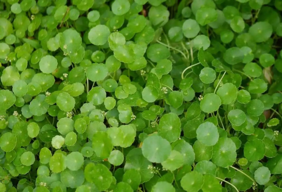 Adicione Hydrocotyle Verticillata no Seu Aquário: Um Guia Completo