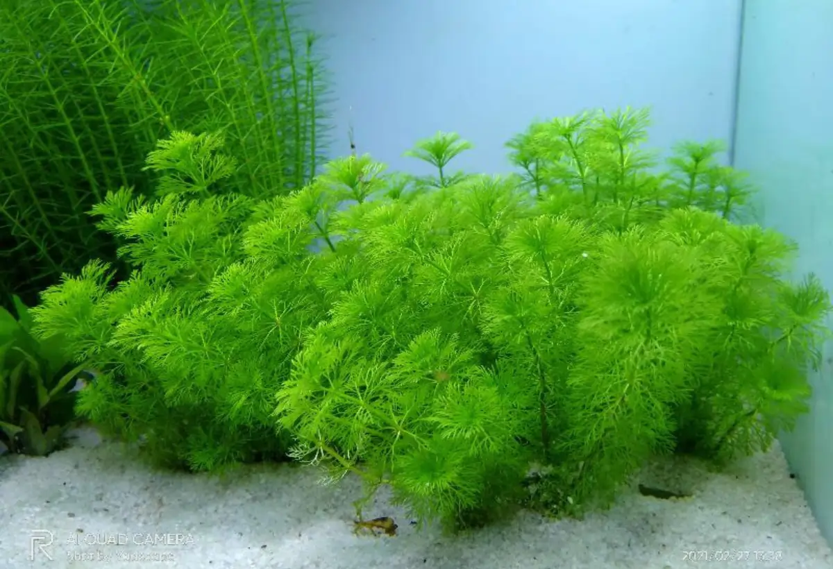 Limnophila Sessiliflora: Guia Completo para um Aquário Exuberante