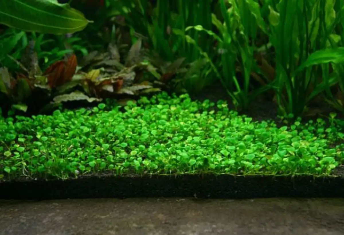 Marsilea crenata: Um Guia Completo Explorando a Elegância Subaquática da
