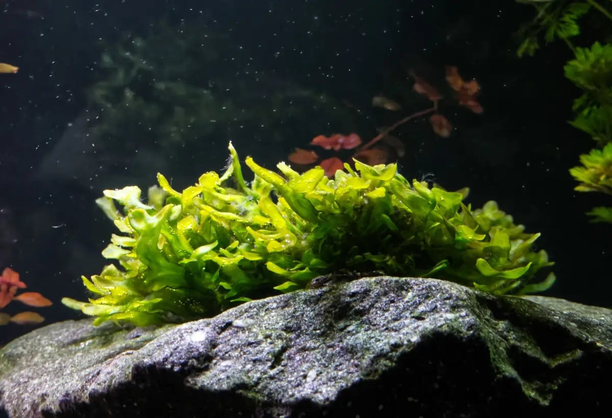 Monosolenium-tenerum: Um Guia Completo de Cuidados e Cultivo da Planta