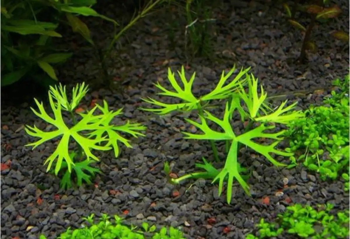 Ranunculus inundatus: Dando Vida ao Aquário Com Essa Planta
