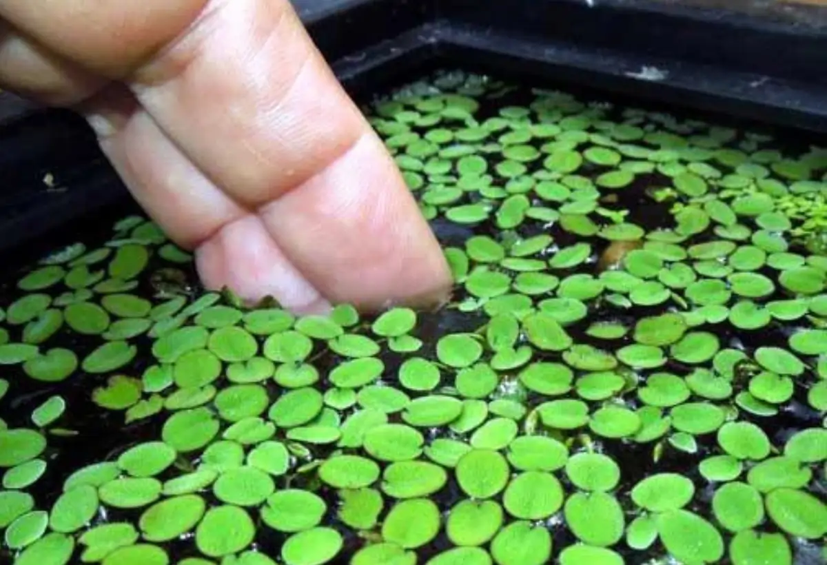 Salvinia auriculata em seu Aquário: Um Guia Completo