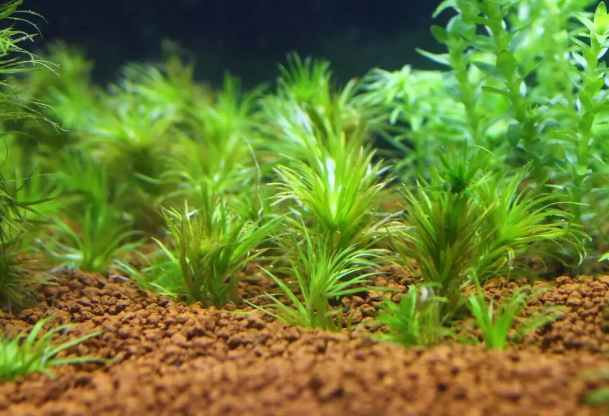 Cultivo da Syngonanthus sp. em Aquários