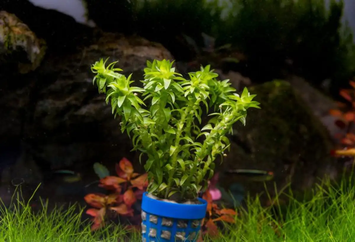 Tonina Fluviatilis: Guia Completo para o Aquarista