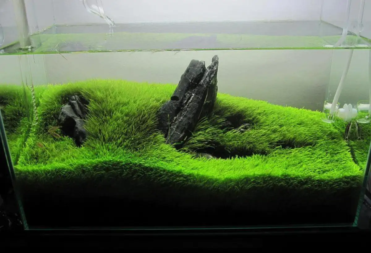 Utricularia graminifolia: Uma Visão Completa da Sua Cultura em Aquários