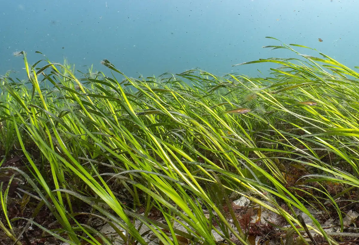 Zostera Marina: O Segredo para um Aquário Marinho Saudável