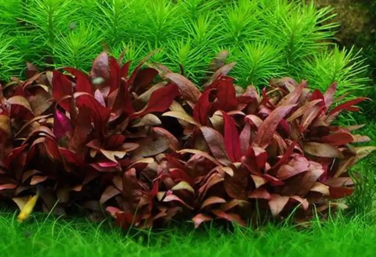 Cultivando Alternanthera reineckii 'Mini' com Sucesso em Seu Aquário: Guia Detalhado de Cuidados e Propagação