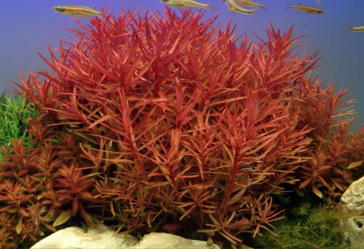 Ammannia gracilis: Um Guia Completo para Aquaristas